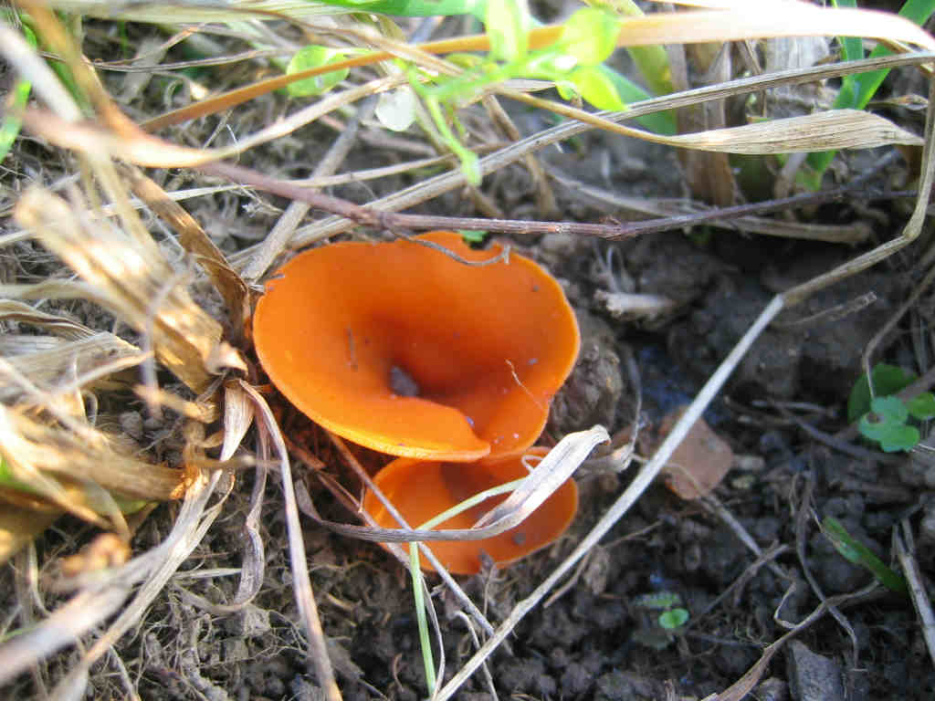 2005 :  Un anno di funghi